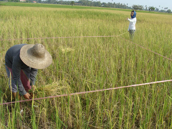 Harvesting in a farm 